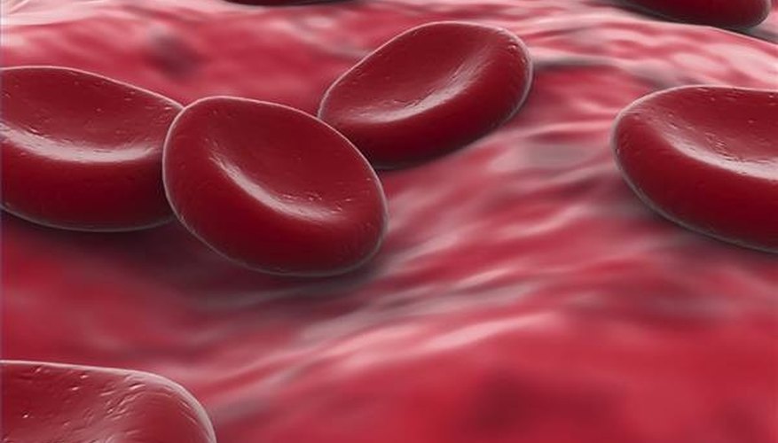 Information on Blood Vessels | Sciencing