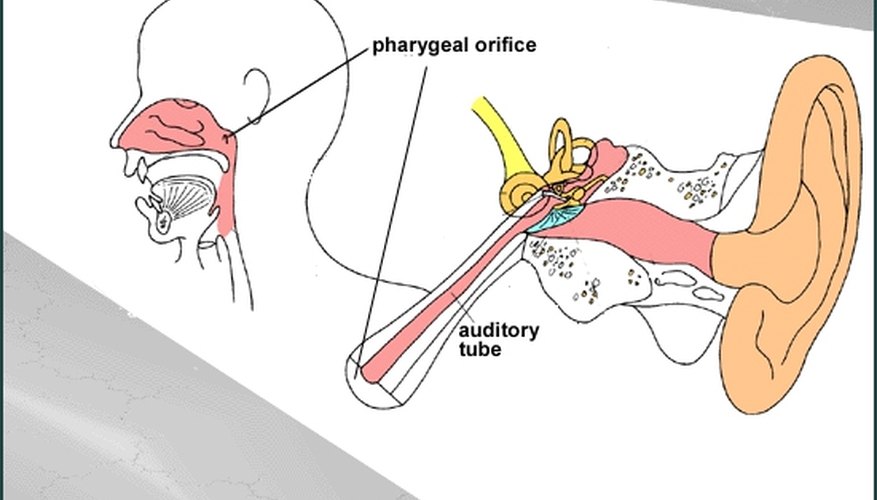 Diagram Of The Auditory Tube And Where It Empties Into The Nasal Cavity