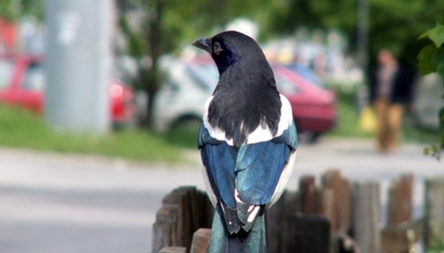 Photo Credit: magpie image by Henryk Olszewski from <a href= The wing and tail feathers of magpies have an iridescent sheen.