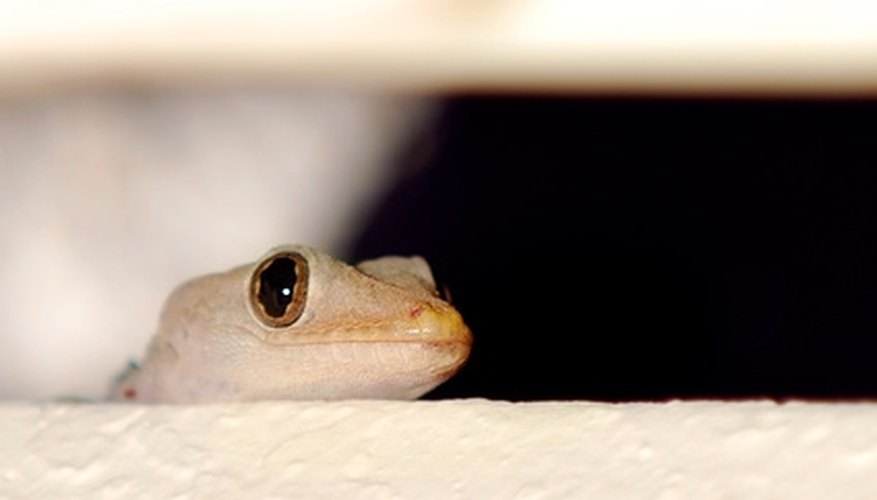 How to Identify Louisiana Geckos | Sciencing