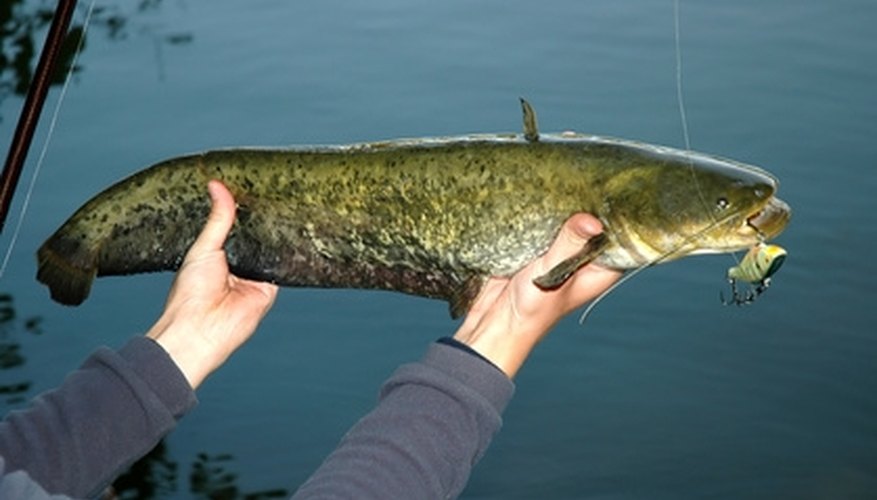 Photo Credit: Catfish image by Pavol Kmeto from <a href='http://www.fotolia.com'>Fotolia.com</a> Catfish are abundant in Texas lakes.