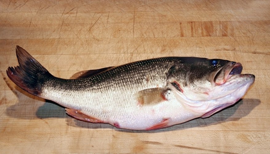 Photo Credit: bass image by Liz Van Steenburgh from <a href='http://www.fotolia.com'>Fotolia.com</a> Located near Corpus Christi this lake is abundant with catfish and bass.