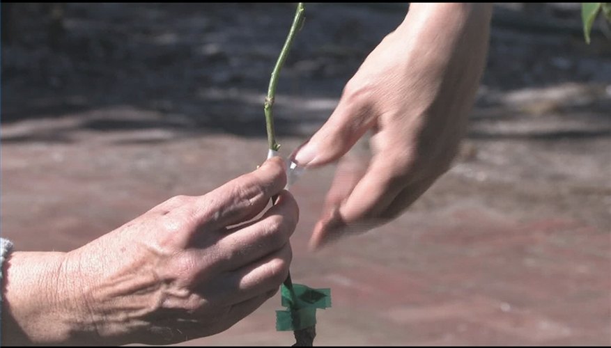 How to Chip Bud Fruit Trees