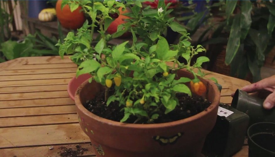 How to Grow Pepper Plants Inside