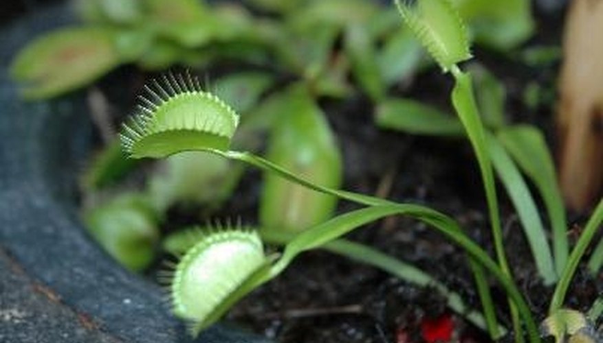 Where Do Venus Flytraps Grow Naturally? Sciencing