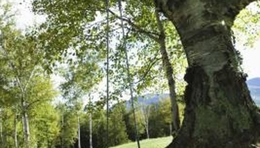 How To Calculate Tree Basal Area Sciencing how-to-calculate-tree-basal-area-sciencing