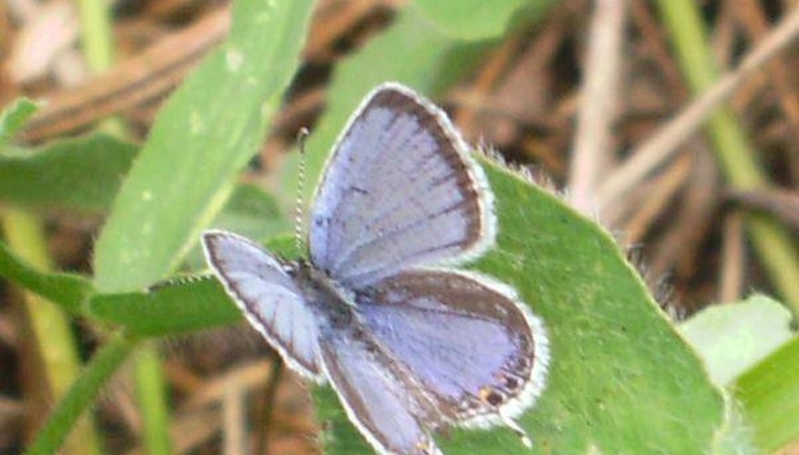 How Do Butterflies Defend Themselves?