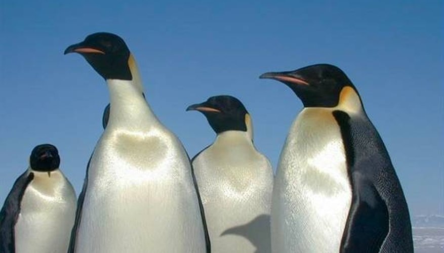 About Madagascar Penguins