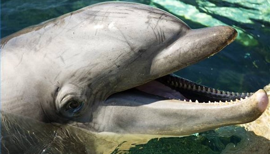 How Do Dolphins Hunt?