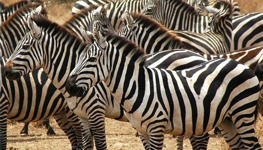 what-does-a-zebra-look-like-sciencing