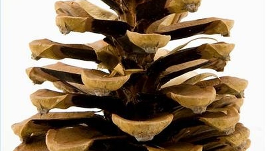 A large female pine cone