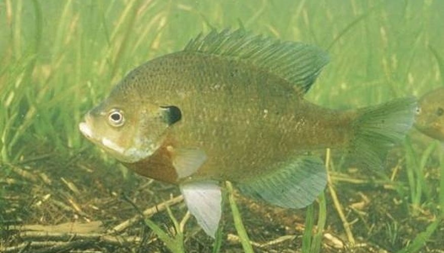 Bluegill from Wikipedia Commons