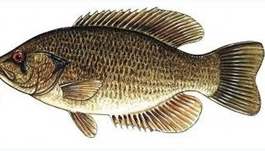 Goggle-eye perch from Wikipedia Commons