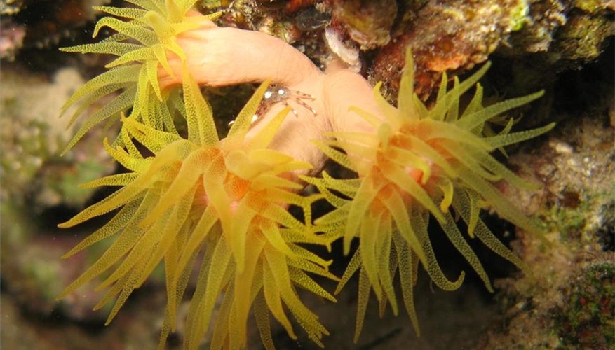 A crab sits on a stone coral.