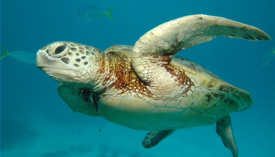 A sea turtle swims in the Great Barrier Reef.