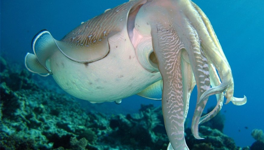 Reefs are home to many species such as cuddle fish.