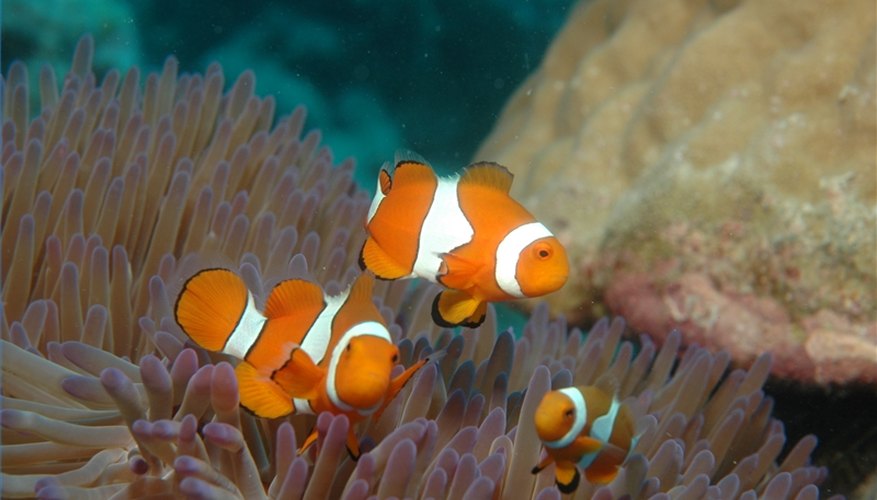 Coral reefs are an important medical resource.