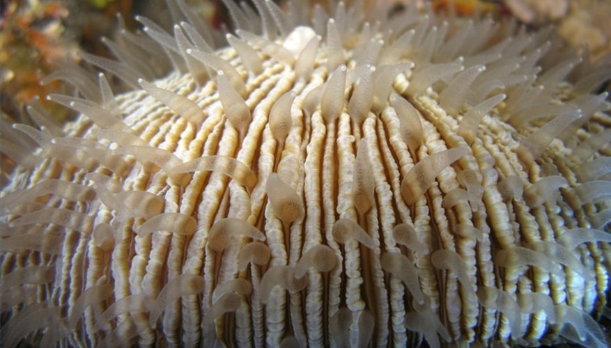 Tousands of species such as mushroom coral form reefs.