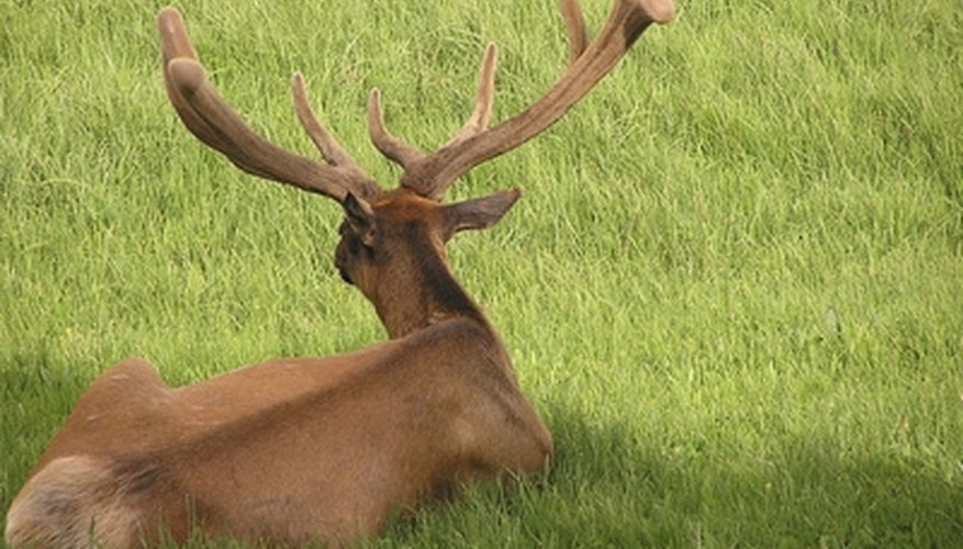 Photo Credit: back head of american elk or wapiti image by Pierrette Guertin from <a href= Bull elk with antlers in velvet