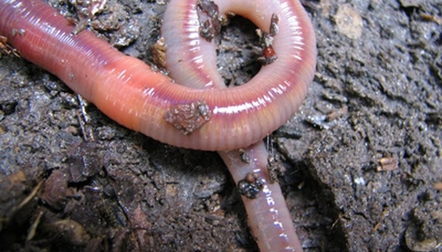 Photo Credit: worm image by Ksenija Djurica from <a href= Nightcrawlers are the universal bait for all freshwater species.