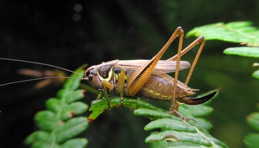 Photo Credit: cricket or grasshopper image by Marek Kosmal from <a href= Grasshoppers, cicadas and crickets are good bass and bluegill snacks.