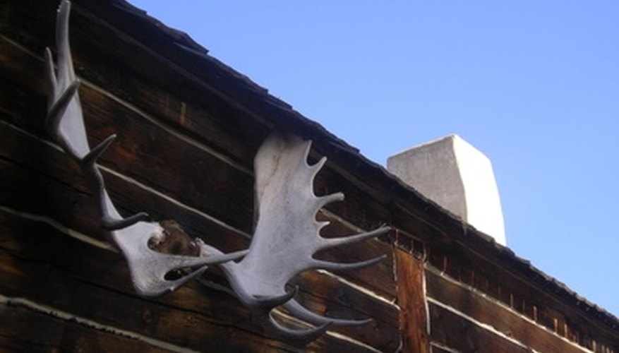 Photo Credit: moose antlers and sky image by Iva Janiga from <a href='http://www.fotolia.com'>Fotolia.com</a> Trophy antlers are sometimes hung outside of the house.