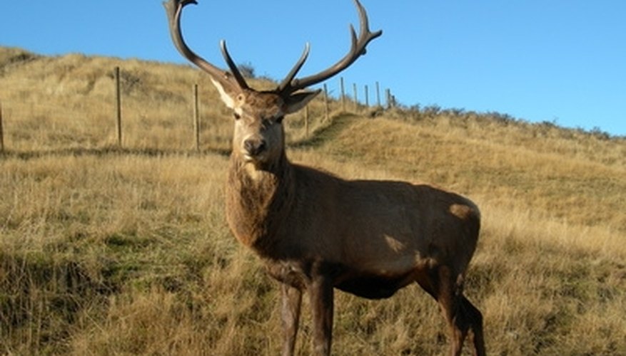 Photo Credit: Deer image by Pinhole from <a href='http://www.fotolia.com'>Fotolia.com</a> Deer are reportedly much more sensitive to Anectine than humans.