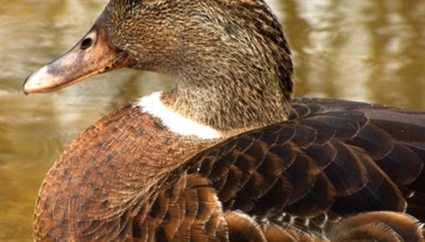 Photo Credit: duck 3 image by Aussiebloke from <a href='http://www.fotolia.com'>Fotolia.com</a> The 8 gauge shotgun was too large to be practical for duck hunting.
