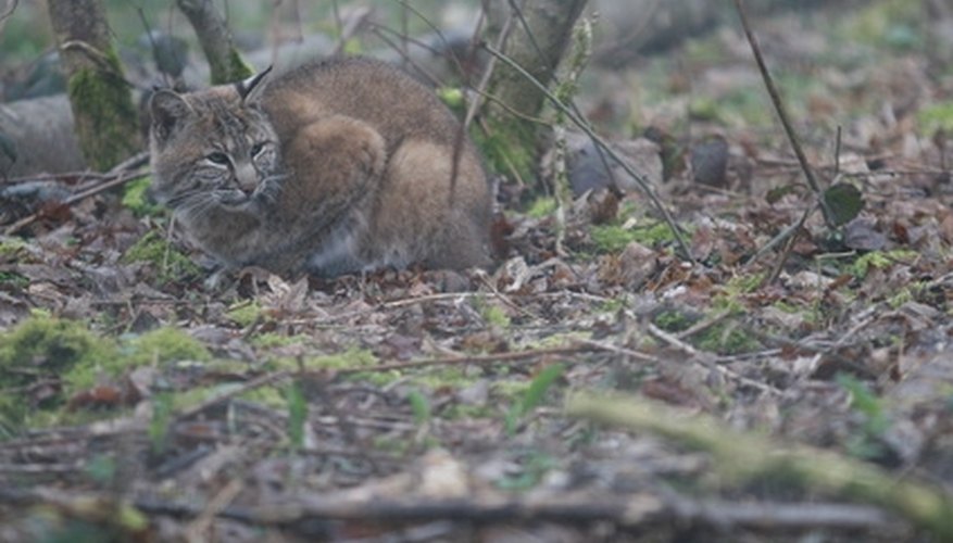 Photo Credit: lynx roux (bobcat) en forêt image by Anthony MAGIDS from <a href='http://www.fotolia.com'>Fotolia.com</a> Bobcats can be hunted or trapped in West Virginia.