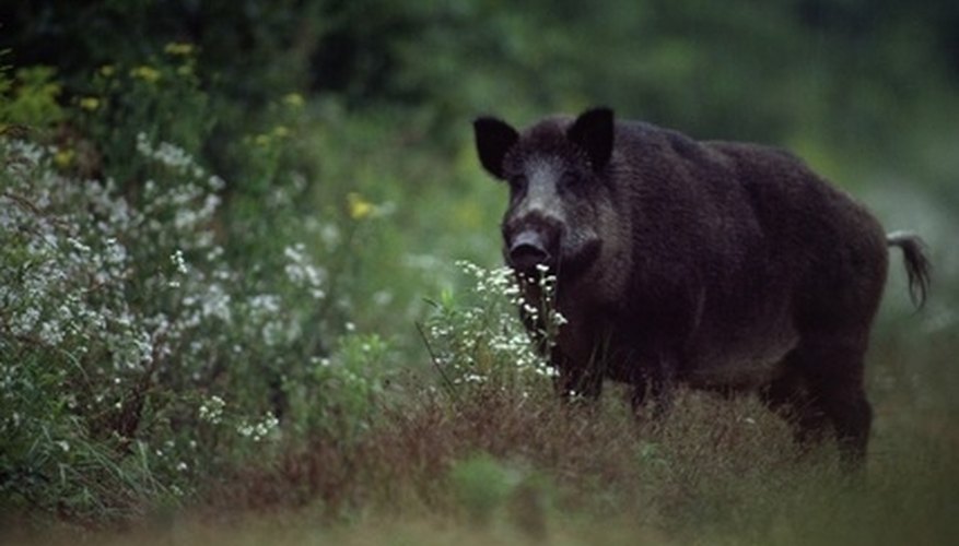 Photo Credit: wild boar image by Budai Károly from <a href='http://www.fotolia.com'>Fotolia.com</a> Wild boar can be hunted in four West Virginia counties.
