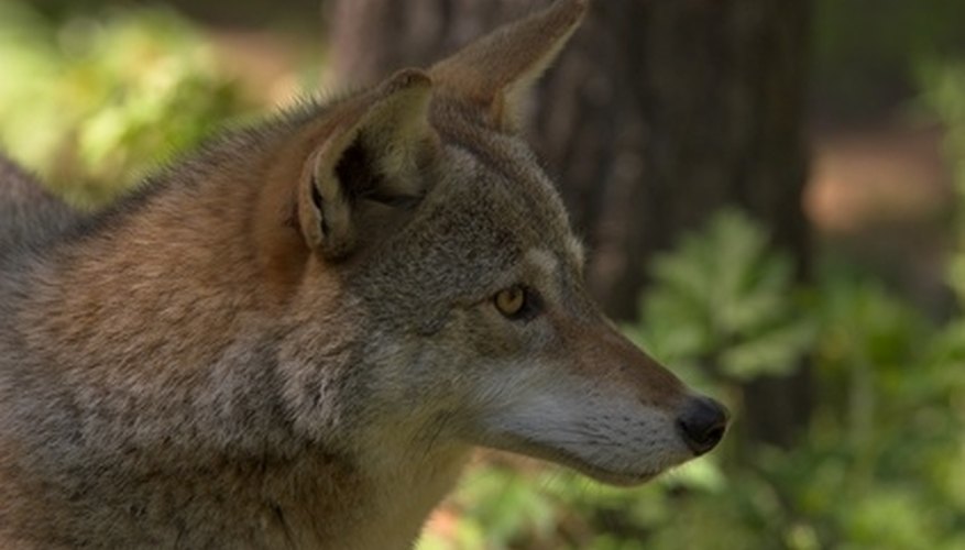 Photo Credit: coyote image by BigDog from <a href='http://www.fotolia.com'>Fotolia.com</a> It is legal to hunt coyote all year long in West Virginia.