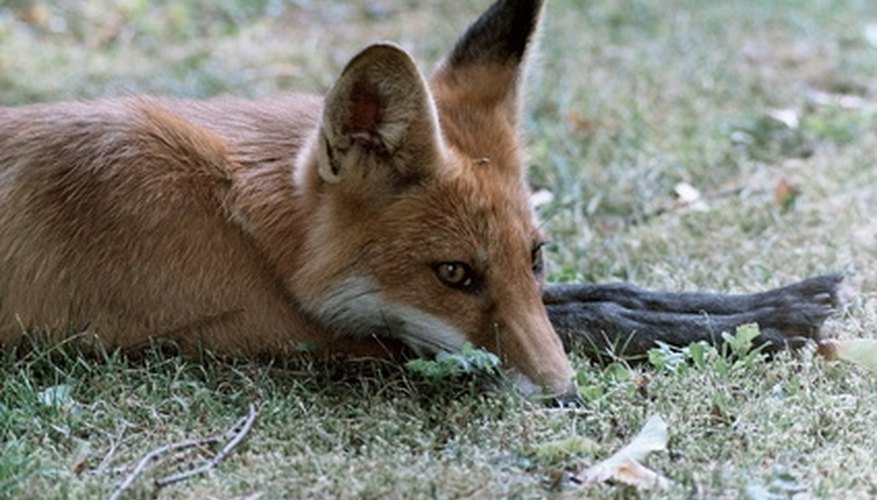 Photo Credit: fox image by DOLPHIN from <a href='http://www.fotolia.com'>Fotolia.com</a> Gray and red fox may be hunted in West Virginia.