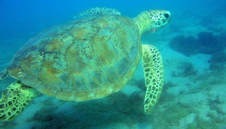 Mongabay reports a decrese in Caribbean sea turtle populations by 99 percent in 2006.