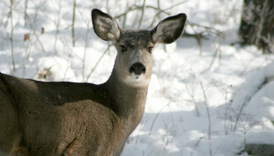 Cougars eat deer and other mammals.