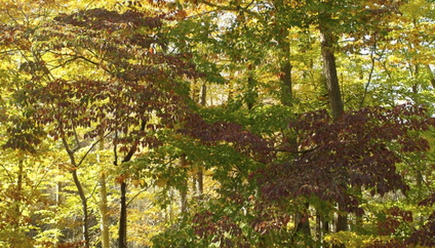 The Appalachian Mountains are home to one of the most diverse sustainable ecosystems on the planet.