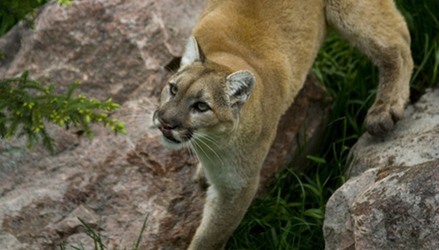 Cougars in North Carolina are usually in captivity such as zoos.
