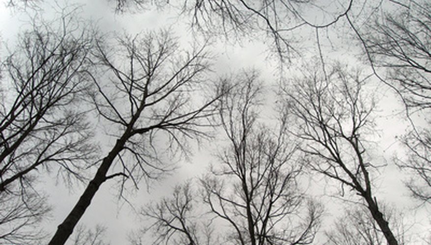 Photo Credit: scary tall trees image by jedphoto from <a href='http://www.fotolia.com'>Fotolia.com</a> Freak out your friends while in the woods with this horror movie game.