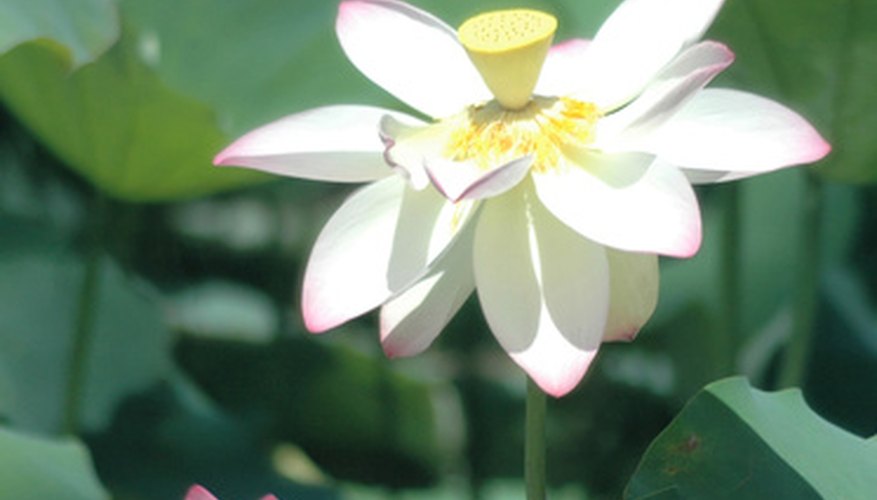 The white lotus represents purification.