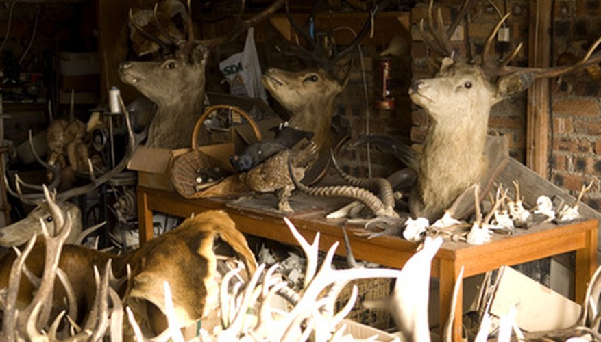 In Ohio, learn the art of taxidermy at local schools or online.