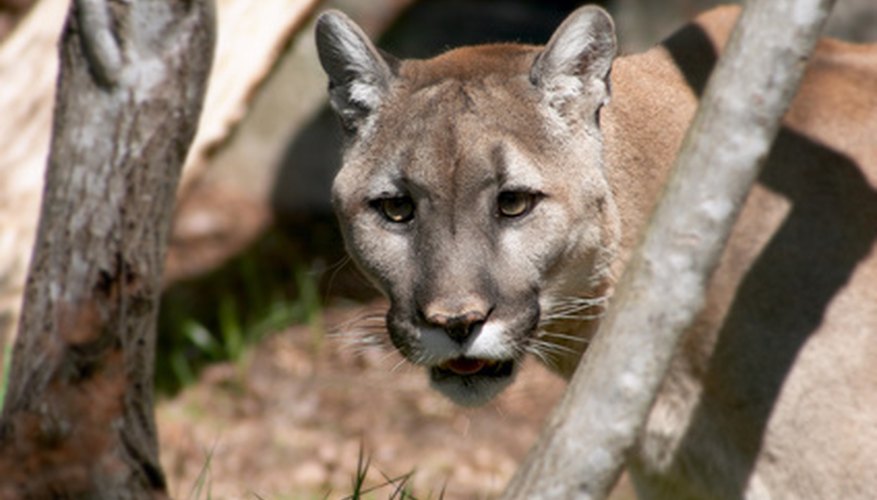Cougars can be very large in adulthood.