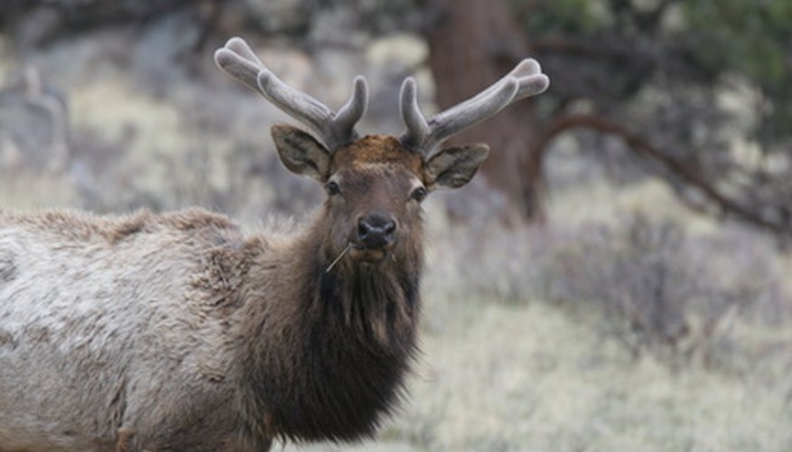 Photo Credit: elk image by Earl Robbins from <a href='http://www.fotolia.com'>Fotolia.com</a> Elk cannot be hunted on public land in Georgia.