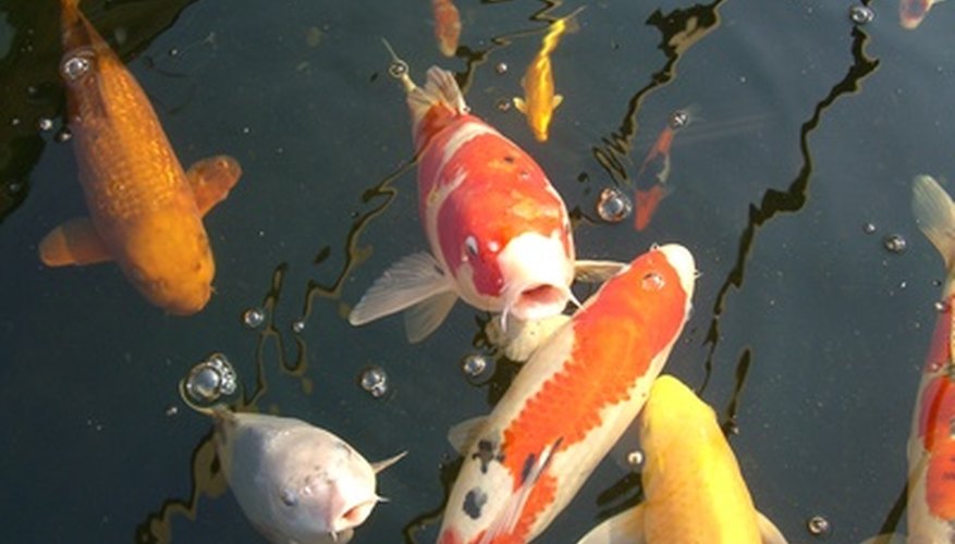 how-do-koi-fish-reproduce-in-freshwater-ponds-sciencing