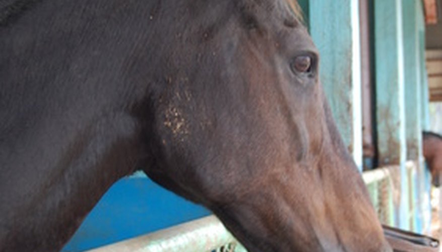 Photo Credit: horse image by Wong Siew Tung from <a href='http://www.fotolia.com'>Fotolia.com</a> Use jigsaws or reciprocating saws when replacing all your mats.