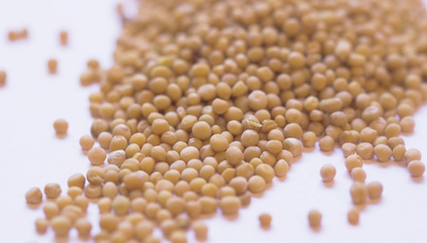 Use crafts and activities to illustrate mustard seed faith.