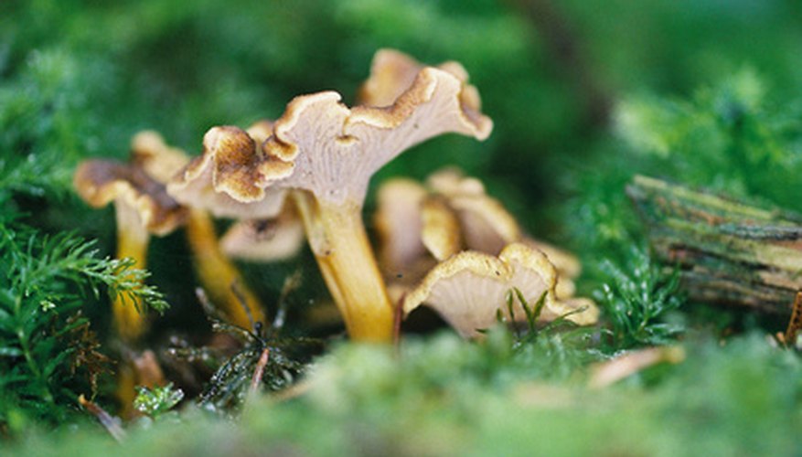 Photo Credit: chanterelles en tube image by Davy HILLER from <a href='http://www.fotolia.com'>Fotolia.com</a> Chanterelles also grow wild in Indiana.