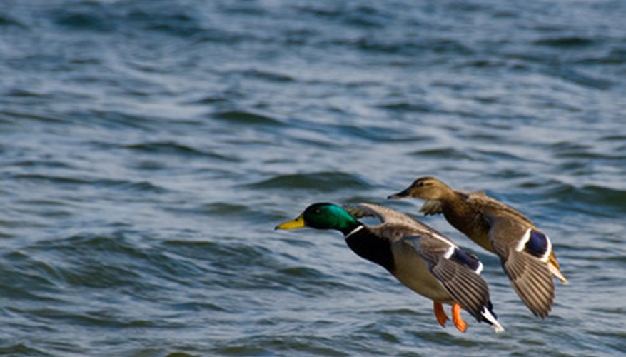 Photo Credit: ducks image by Zbigniew Nowak from <a href='http://www.fotolia.com'>Fotolia.com</a> Ducks have been used as a food source for centuries.