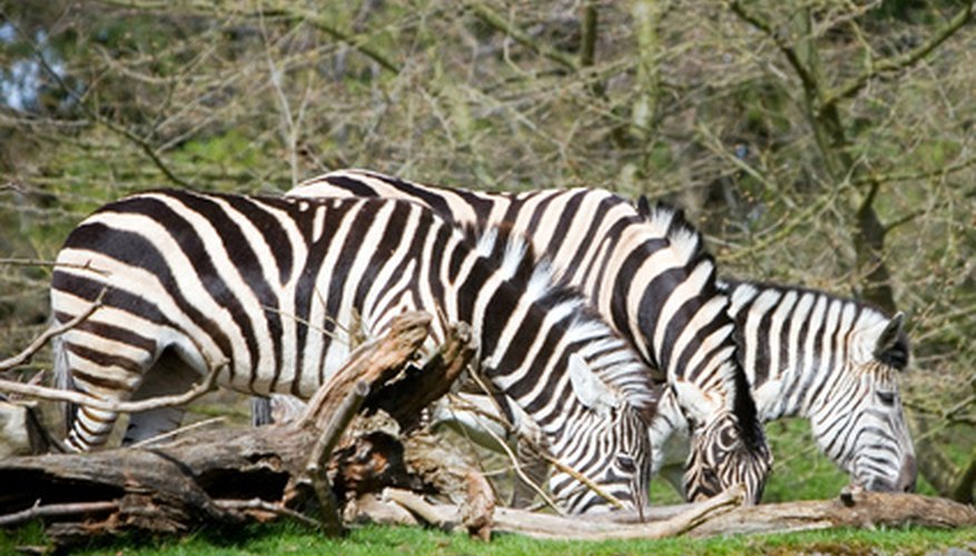 The arashi technique results in patterns imitating a zebra´s stripes.