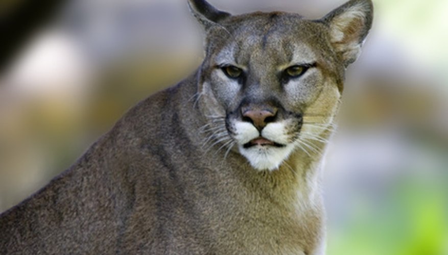 The cougar was once prevalent in North Carolina.