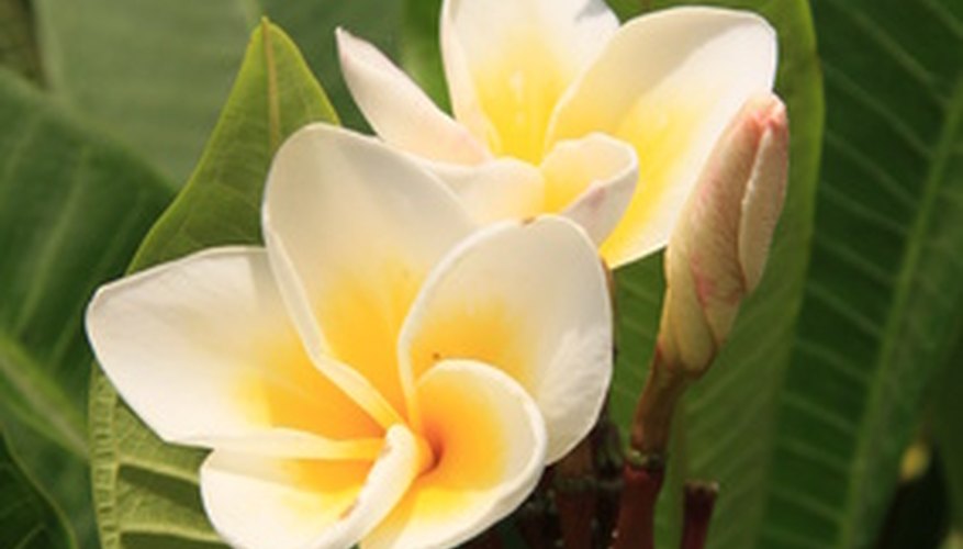 Sweet plumeria blooms cluster on Hawaiian trees growing up to 30 feet high.