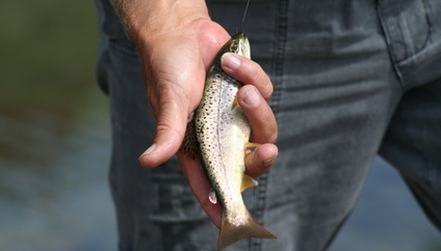 Photo Credit: pêche à la truite image by choucashoot from <a href='http://www.fotolia.com'>Fotolia.com</a> Trout are best targeted with spinning reels or lightweight fly rods.